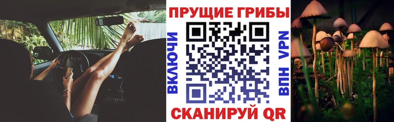 Псилоцибиновые грибы Cubensis  Кизляр 